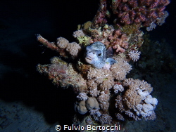 Shot taken during a night dive in Berenice. by Fulvio Bertocchi 